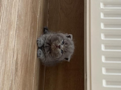 Ayı surat bebeklerim