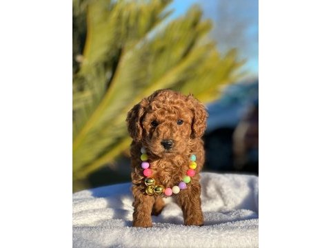 A kalite minyatür boy toy poodle bebeklerim