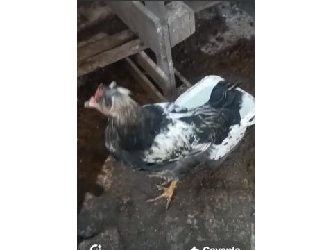 Fazlalıktan dolayı sahiplendireceğim horoz