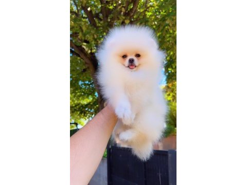 Pomeranian boo yavru