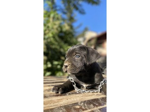 Cane corso yavrular