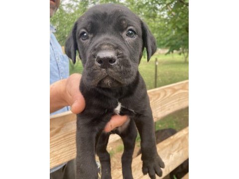 Siyah panter cane corso bebişler