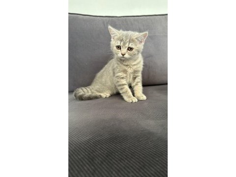 British shorthair kedimiz