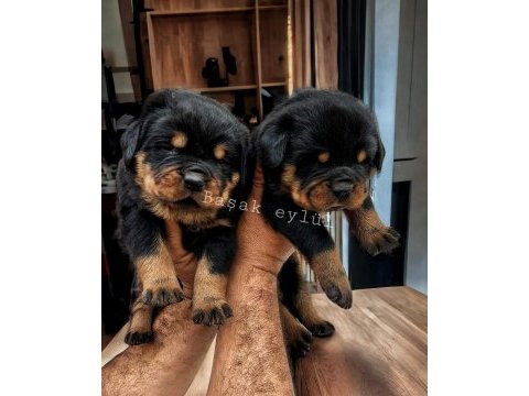 Macar koca kafa rottweiler yavruları