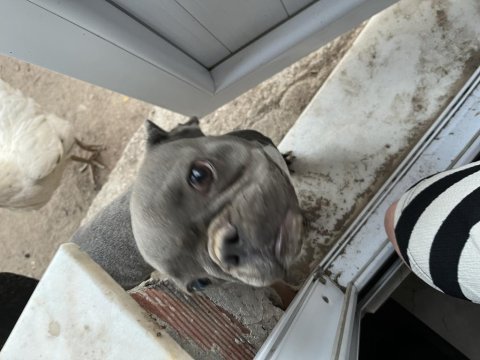 Maddi durumdan dolayı french bulldog