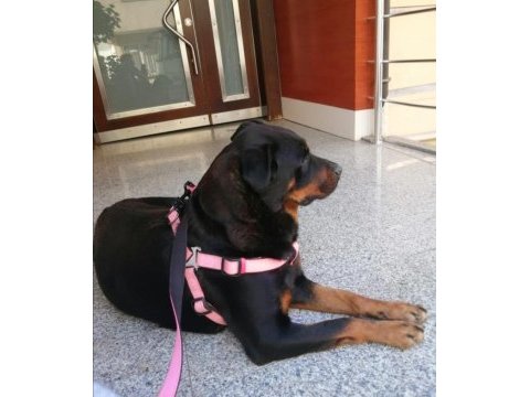 Ücretsiz 3,5 yaşında eğitimli rottweiler