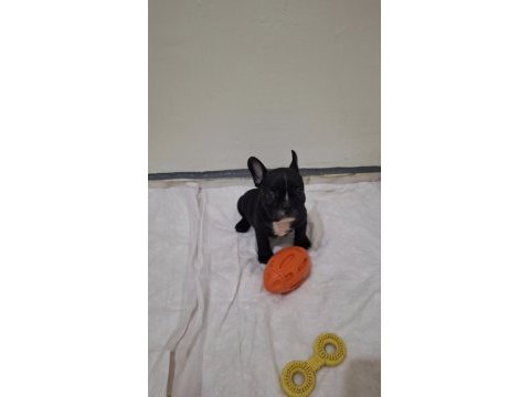 Safkan son erkek french bulldog yavrumuz