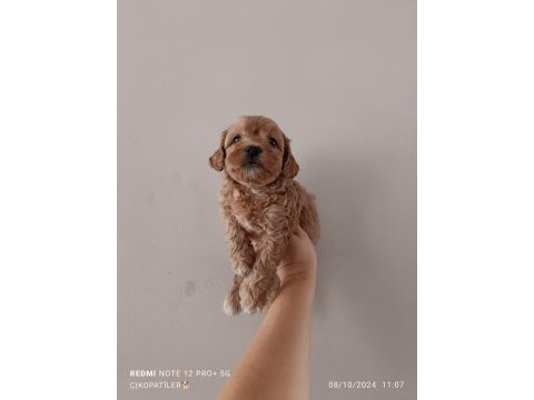 Maltipoo yavru