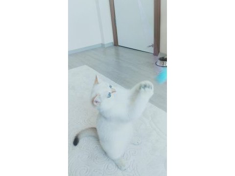 9 aylık beyaz golden blue point kısır british shorthair