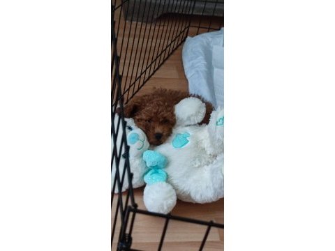 Toy poodle leri en tatlısı