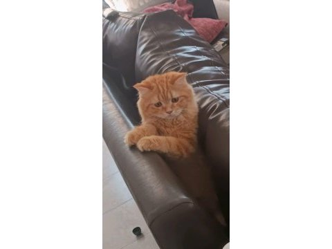 British shorthair kedim icardi