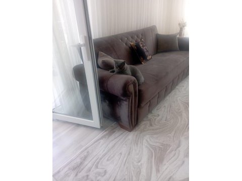 British shorthair kedimi satıyorum