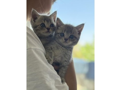 İnanılmaz asil ve zeki british tiger silver tabby