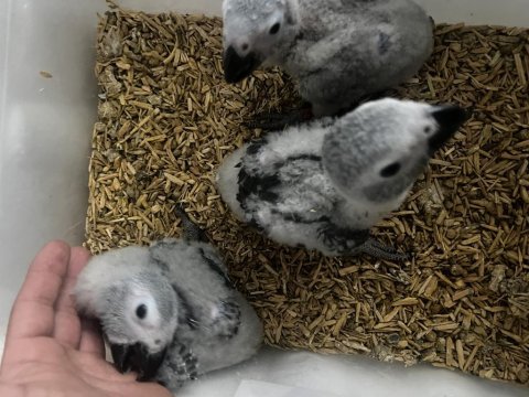 Jako papağanı kuşlarımız