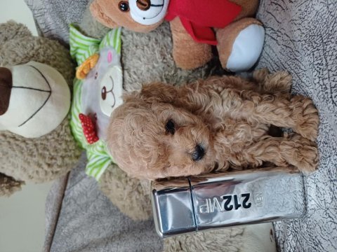 Bir avuç poodle mutluluk