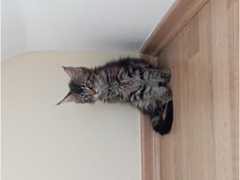 Nazik maine coon devler yuvasını arıyor