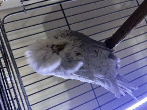 Üst düzey show jumbo muhabbet kuşu
