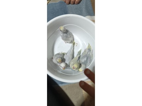 Yeni yeme düşmüş muhabbet kuşu yavrular