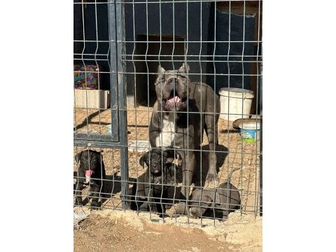 Yavru aslan cane corso