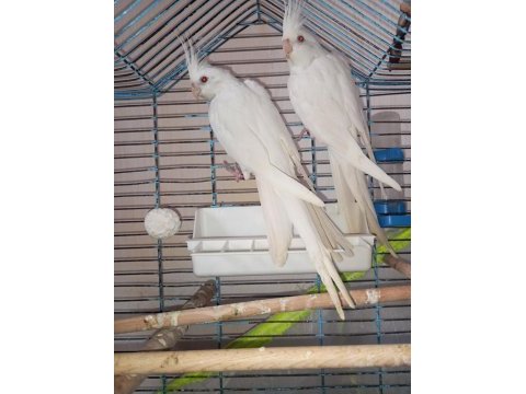 Bir çift orijinal albino kırmızı göz sultan papağanı