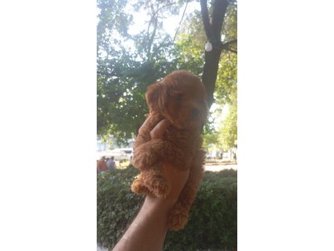 Erkek tuvalet eğitimli teacup kg cm sağlık garantili poodle