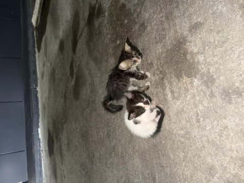Kedilere yuva olabilecekler arayın