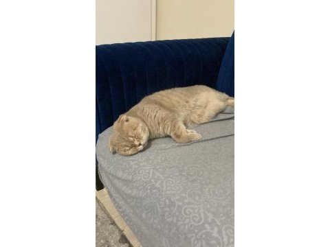Uysal çok tatlı scottish fold