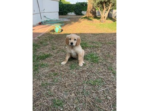Golden retriever dişi