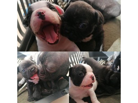 French bulldog