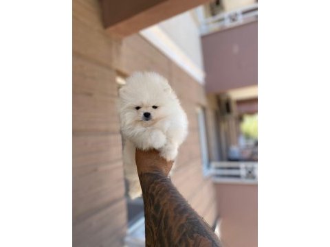 Sağlık ve ırk garantili pomeranian boo