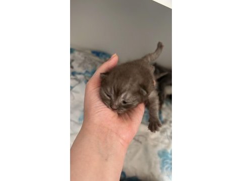 British longhair birbirinden güzel bebekler