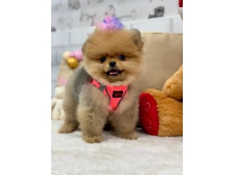 Biblo pomeranian boo yavrularımız