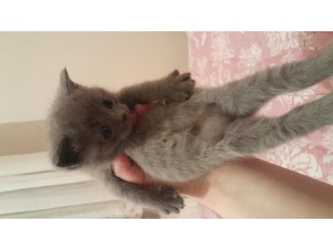 British shorthair yavrularımız