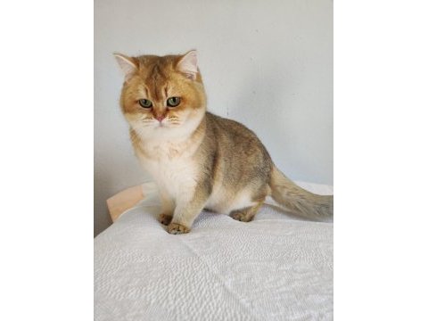 8 aylık british shorthair golden ny11 ny24 kediler