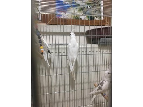 Yavru yetişkin mevcut kendi adıma bilezikli sultan papağanı