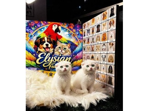 Safkan scottish fold yavruları
