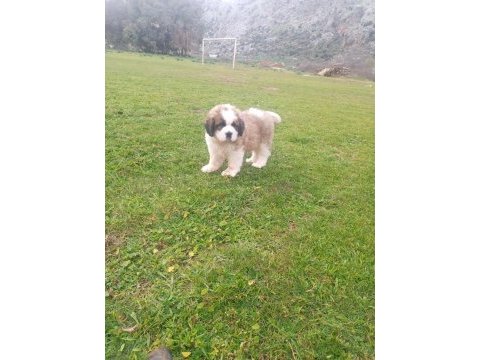 St bernand dişi köpeğimiz