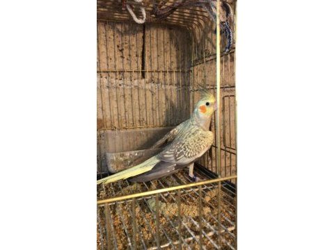 Yavru sultan papağanı takım sultan papağanları