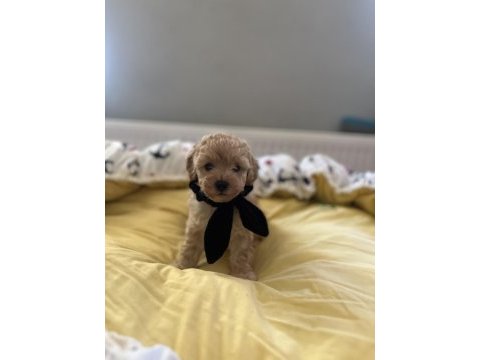 Yakışıklı oğlumuz maltipoo