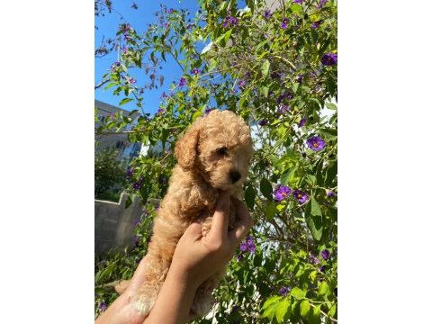Toy poodle kaliteli yavru