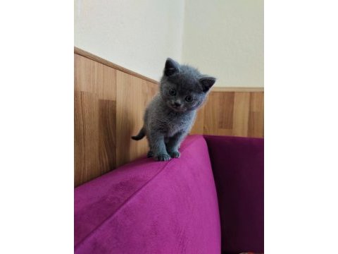 Teslime hazır yavru kedilerimiz