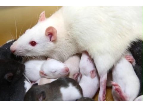 Bırbırınden sevımlı rat fareler