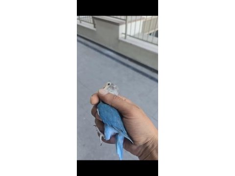 Yavru ısırmayan bebek cennet papağanı yavrular