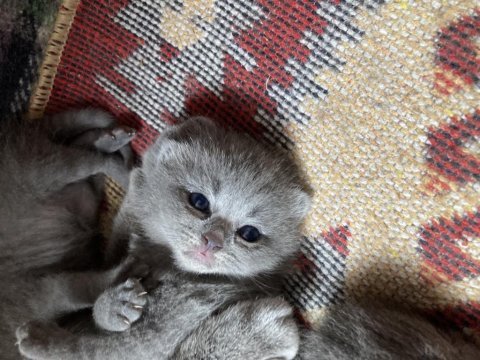 24 mart doğumlu british shorthair kedisi