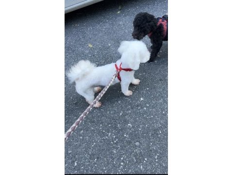 Köpeğimiz için lütfen açıklamayı okumadan aramayınız