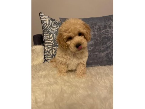 Diş f1 maltipoo yavru