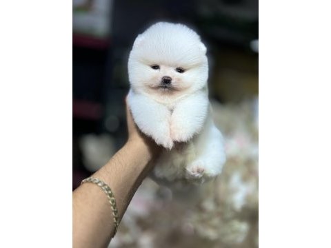 Teddy pomeranian boo wc eğitimli