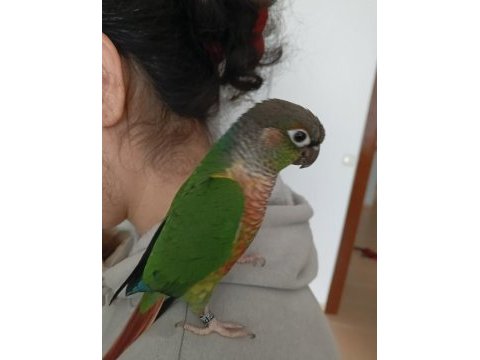 Green check konur papağanı
