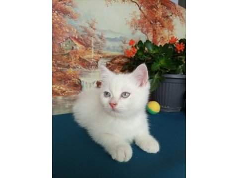 Erkek yavru british shorthair