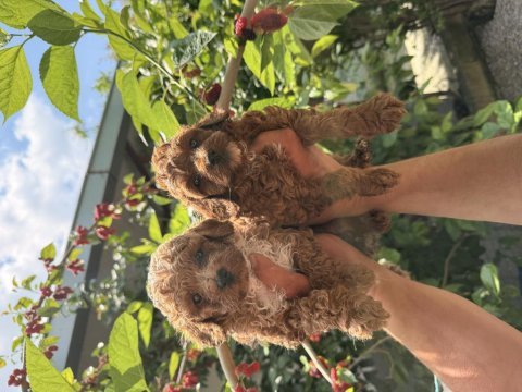 Maltipoo üst kalite yavrular